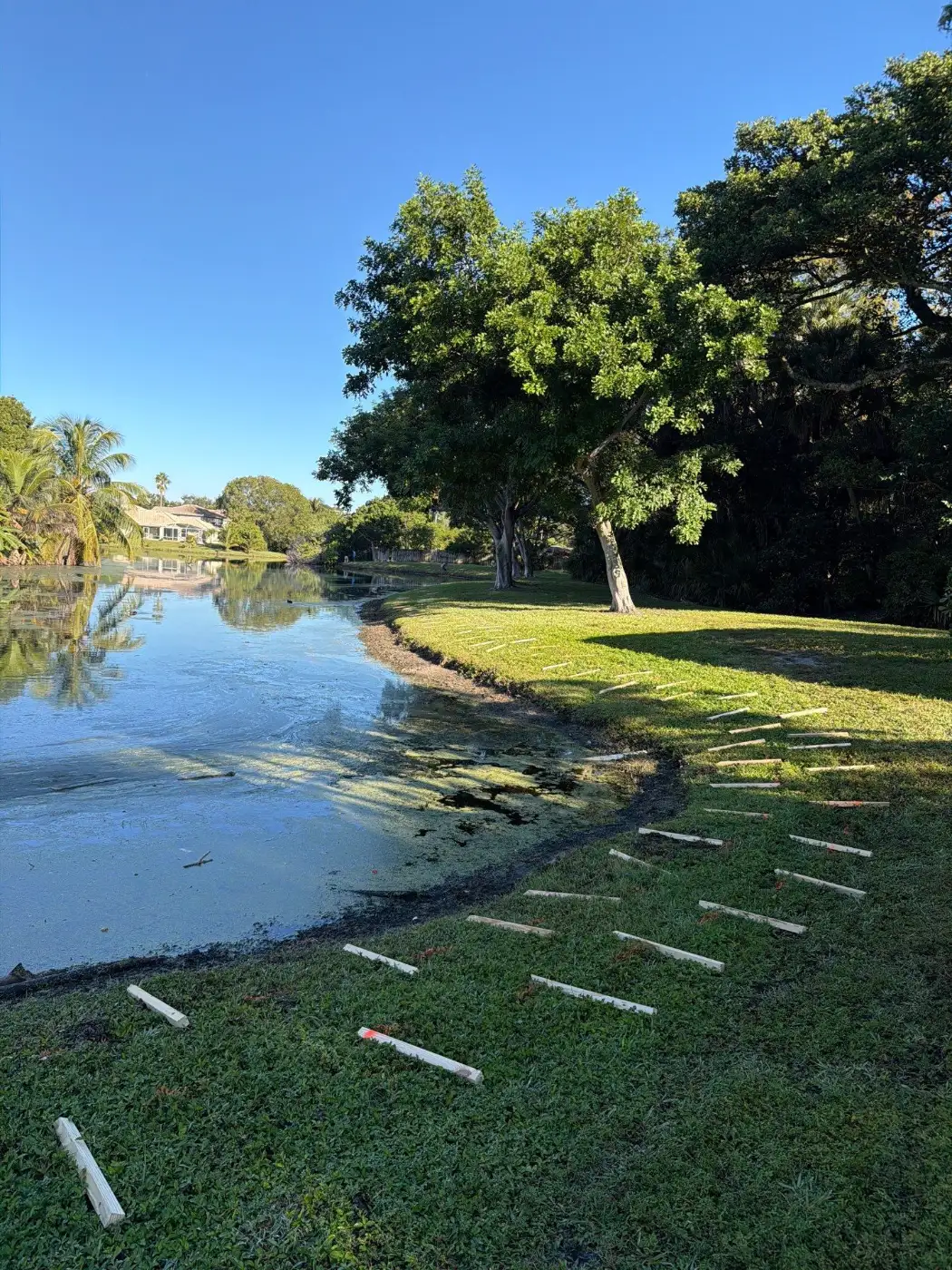 Grass rooted down to the waterline